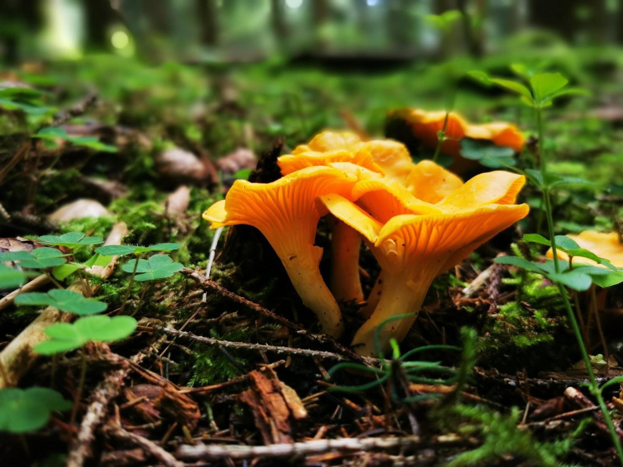 Miuti Residence Triberg im Schwarzwald Zewnętrze zdjęcie