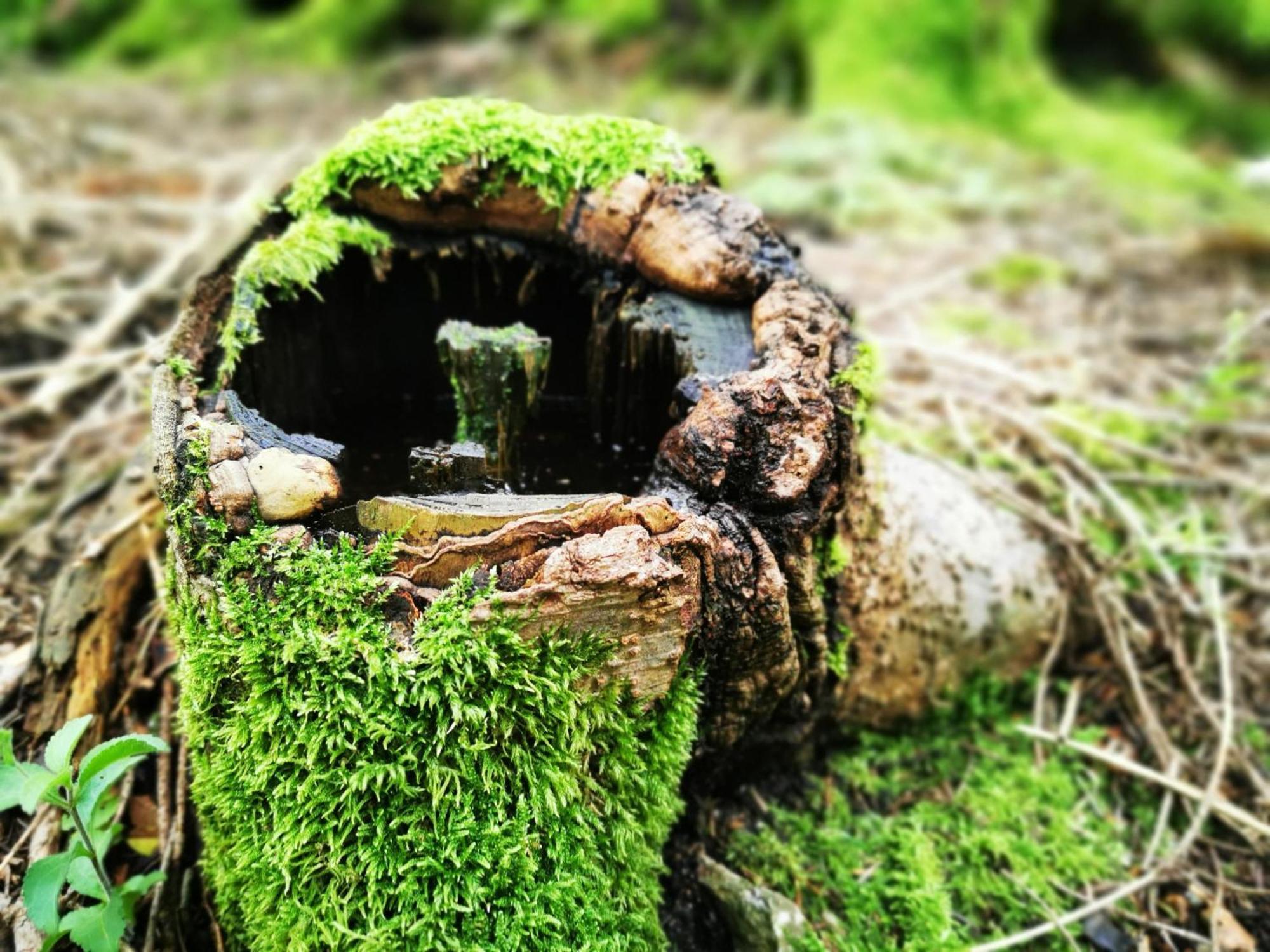 Miuti Residence Triberg im Schwarzwald Zewnętrze zdjęcie